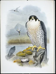 Faucon pèlerin (Falco Peregrinus)