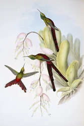 Comète de Phaon