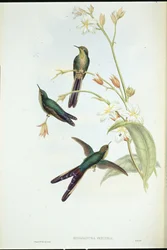 Colibri comète à queue violette (Sparganura glyceria)