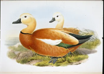 Tadorne casarca (Casaraca Rutila)