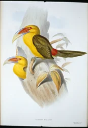 Toucan des collines safran (Andigena Bailloni)