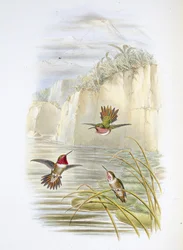 Porte-flamme de Salvin (Selasphorus ardens)