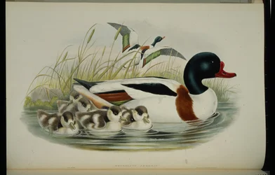 Tadorne de Belon (Tadorna Vulpanser)