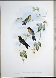 Ramphomicron de Simon (Ramphamicron Dorsale)