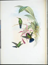 Érythronote de Sophia