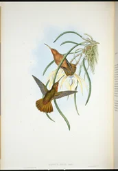 Scie-bec de Spix