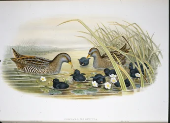 Marouette ponctuée (Porzana Maruetta)