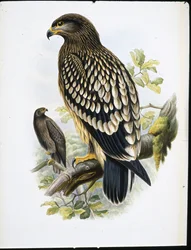 Aigle tacheté (Aquila Naevia)