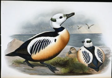 Canard de Steller
