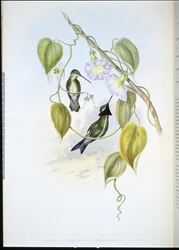 Héliomaster à poitrine rayée (heliomaster mesoleucus)