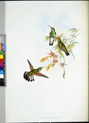 Colibri à queue rayée (Eupherusa eximia)