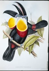 Toucan à poitrine blanche et jaune