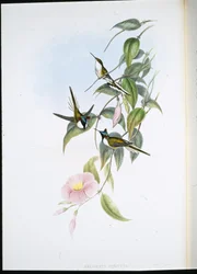 Gemme solaire (Heliactin Cornuta)
