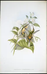 Ermite à longue traîne (Phaethornis Syrmatophorus)