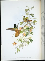 Frontlet étoilé à gorge violette