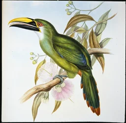 Toucan à bec rainuré de Wagler (Aulacoramphus Wagleri)