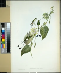 Colibri à raquettes aux bottes blanches (Spathura Underwoodi)