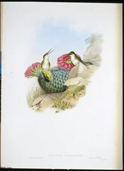 Leucippe à poitrine blanche (leucippus chionogaster)