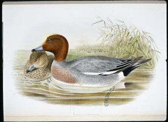 Canard siffleur (Mareca Penelope)
