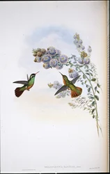 Colibri de Xantus