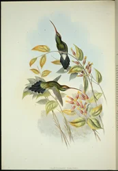 Ermite Yarquian