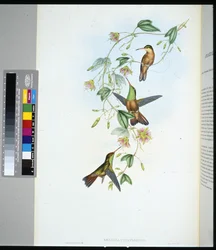 Amazili du Yucatan (amazilia yucatanensis)