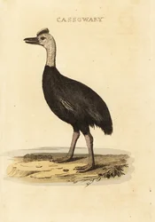 Casoar à casque, Casuarius casuarius