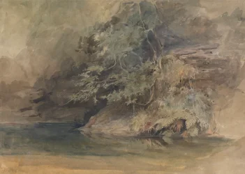 Arbres près d
