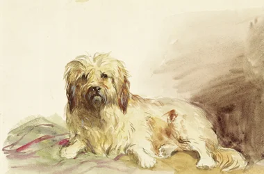 Le chien de l