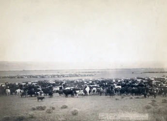 Cowboys conduisant du bétail, Dakota du Sud c.1890