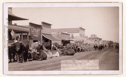 Attelages de bœufs à Sturgis, D.T., pub.1887 - 1892 (photo)