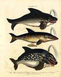 Espèces de dauphins - Marsouins et orques