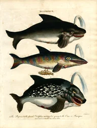Dauphins (Delphinus)
