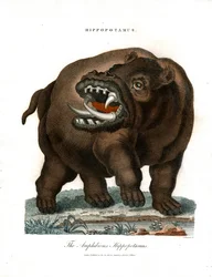 Hippopotame