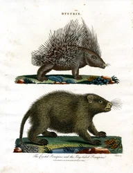 Hystrix (Porc-épic)