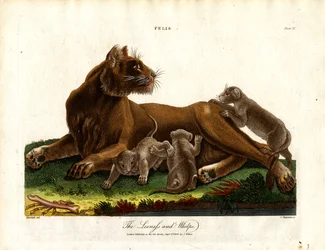 Lionne et lionceaux (Felis;Plate II)