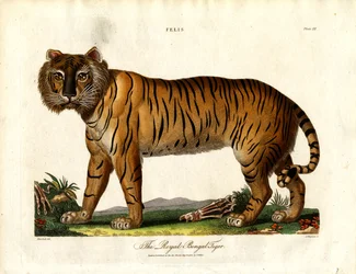 Le tigre royal du Bengale (Felis Tigris)
