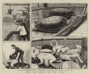 Ramener des tortues à bord du HMS Jumna