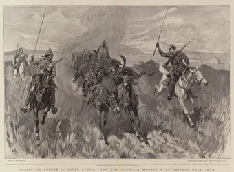 Collecte de fourrage en Afrique du Sud, comment les colons gèrent une équipe de mules réfractaires
