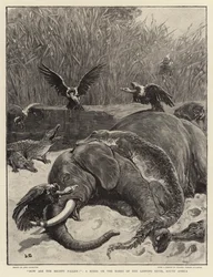 Comment sont tombés les puissants!, une Scène sur les Rives de la Rivière Limpopo, Afrique du Sud