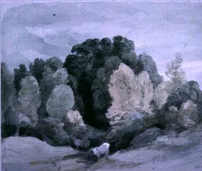 Bétail près du bord d