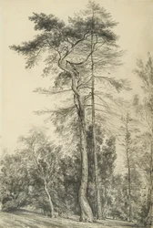 Sapin, vers 1833