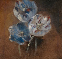 Étude de trois tulipes perroquet