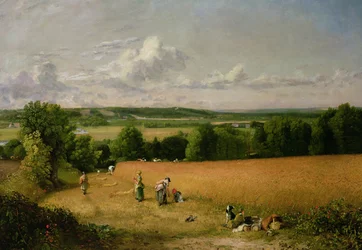 Champ de blé