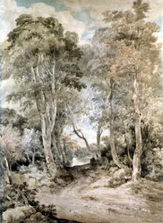 Scène boisée