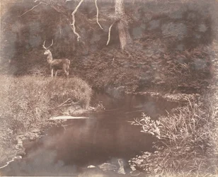 Le Lewitha, 1853-1856