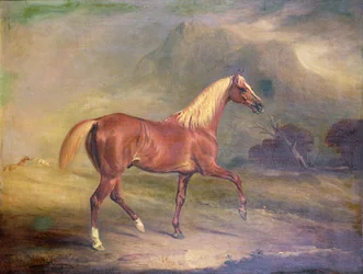 Étalon arabe alezan