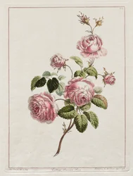 Une Collection de Fleurs Dessinées d