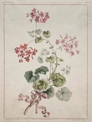 Collection de fleurs dessinées d