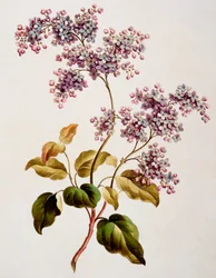 Lilas écossais, publié en 1793